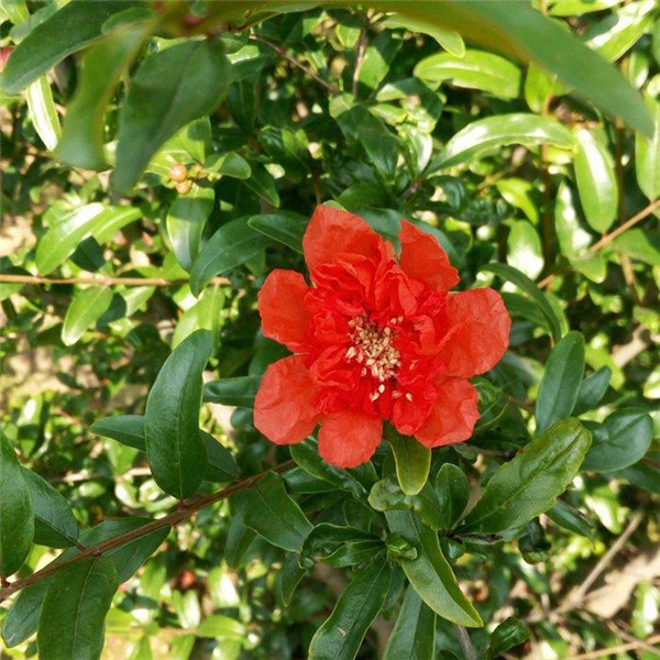 成都重點(diǎn)綠化工程改造項(xiàng)目